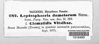 Leptosphaeria dumetorum image